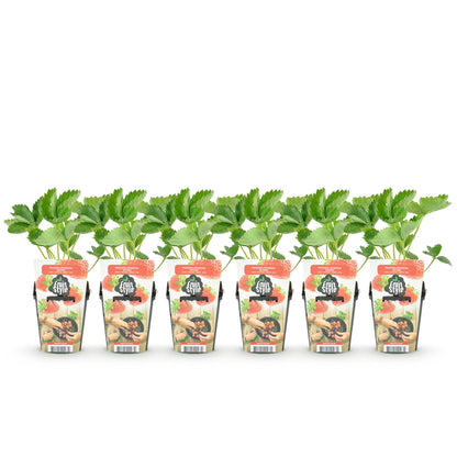 Erdbeere Fragaria Maxim winterhart 3 Pflanzen Ø9cm Höhe30cm – Rote Erdbeere für Beet Balkon & Topf – Pflegeleichte Obstpflanz