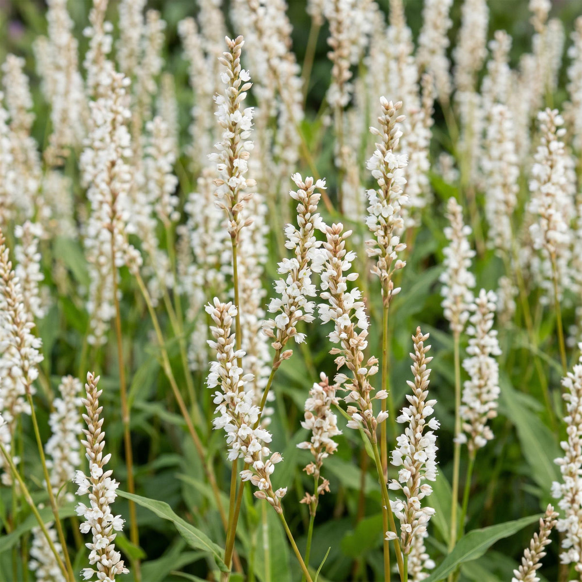 Knöterich – Persicaria amplexicaulis 'Alba' – Topf Ø11cm – Bienenfreundliche Staude für Garten & Balkon – Ansicht 5