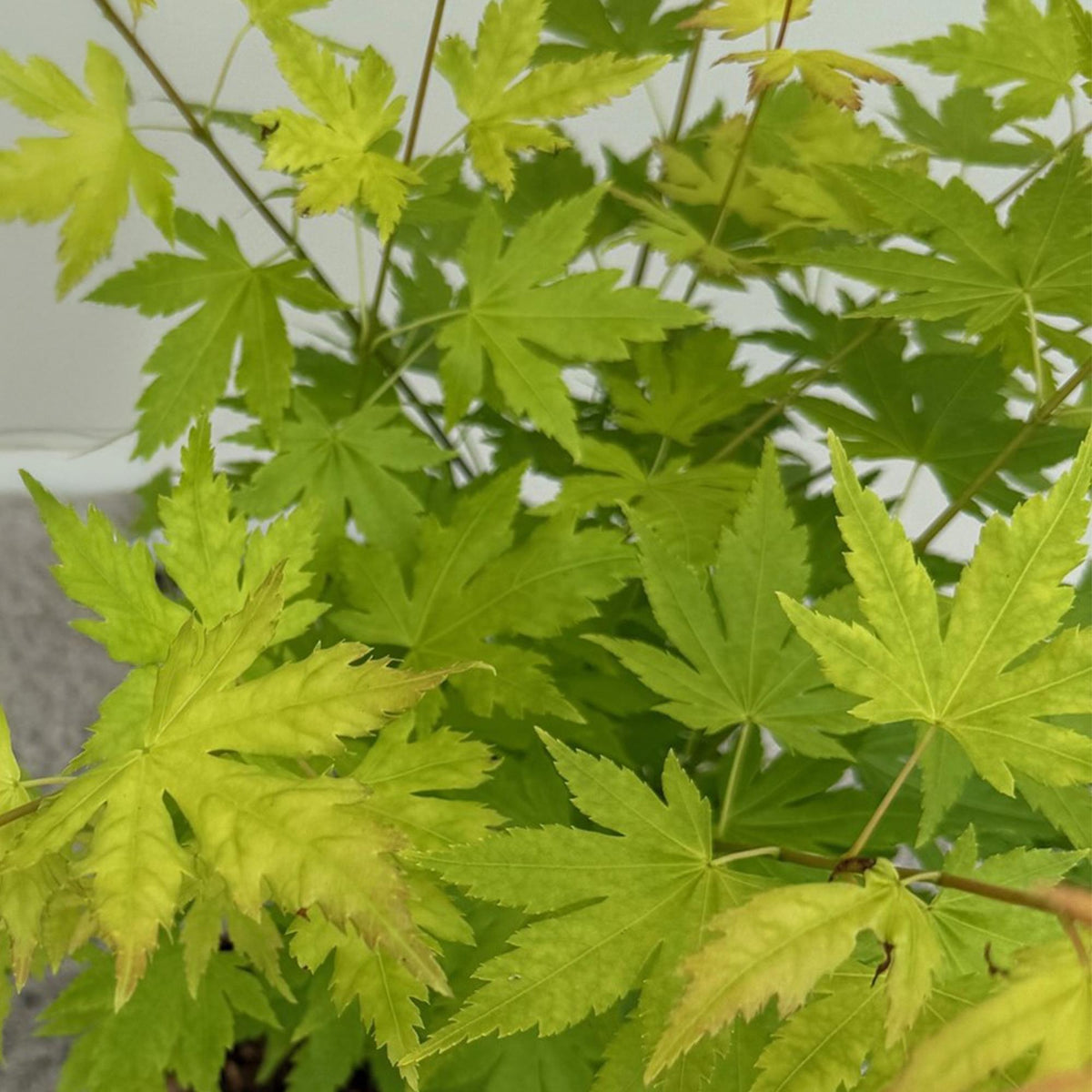 GreenboutiQ - Gartenpflanze - Acer palmatum Orange Dream - Orange - 1 Pflanze - Laubabwerfend - Wenig Pflege - Topf 12cm Höhe 35cm 
