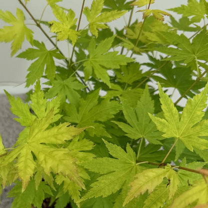 GreenboutiQ - Gartenpflanze - Acer palmatum Orange Dream - Orange - 1 Pflanze - Laubabwerfend - Wenig Pflege - Topf 12cm Höhe 35cm 