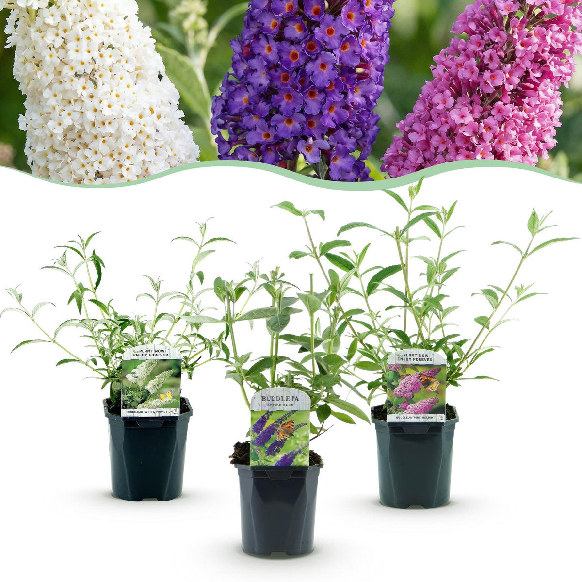 Green boutiQ - Garden Plant - Buddleja davidii Tricolour - Butterfly Bush - Hardy - Blue - Pink - White - 3 Plants - Pot 17cm - Height 45cm 