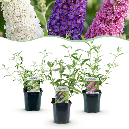Green boutiQ - Garden Plant - Buddleja davidii Tricolour - Butterfly Bush - Hardy - Blue - Pink - White - 3 Plants - Pot 17cm - Height 45cm 