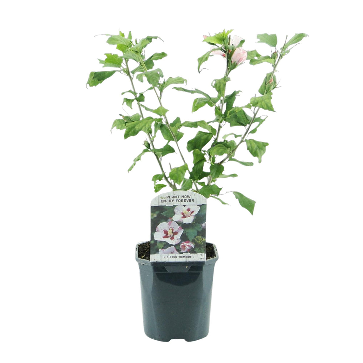 Garteneibisch Hibiscus syriacus Hamabo – Strauch – Blüte Hellrosa – Pflegeleicht – 17cm Höhe 45cm – Für sonnige & halbschattige Standorte – Schmetterlingsfreundlich 