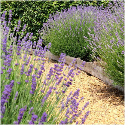 Echter Lavendel Felice – Lavandula angustifolia – Ø12 cm – 50 cm hoch – 24 Pflanzen – Winterhart – Duftend – Bienen & Schmetterlinge 