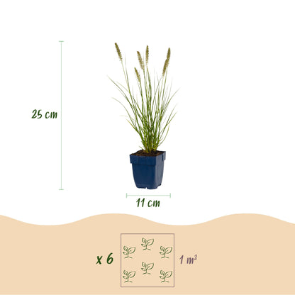 Lampenputzergras 'Hameln' – Pennisetum alopecuroides 'Hameln' – Topf Ø11cm – Ansicht 3