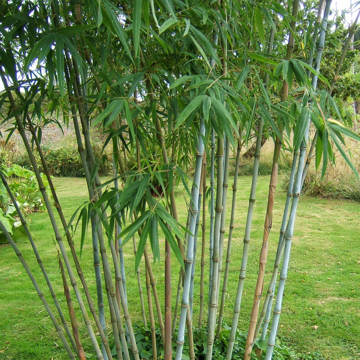 Fargesia Blue Dragon Bambus – 6 Pflanzen – Ø14cm 35cm Höhe – immergrüner nicht ausbreitender Gartenbambus für Hecke Sichtschu