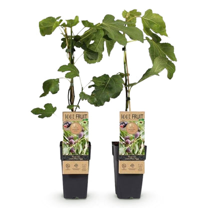 Feigenbaum - Ficus carica 'Little Miss Figgy' – 2 Pflanzen – Ø15 cm – Höhe 50 cm – Rote Früchte – Kompakter Obstbaum für Garten, Balkon & Terrasse – Selbstfruchtend & pflegeleicht 