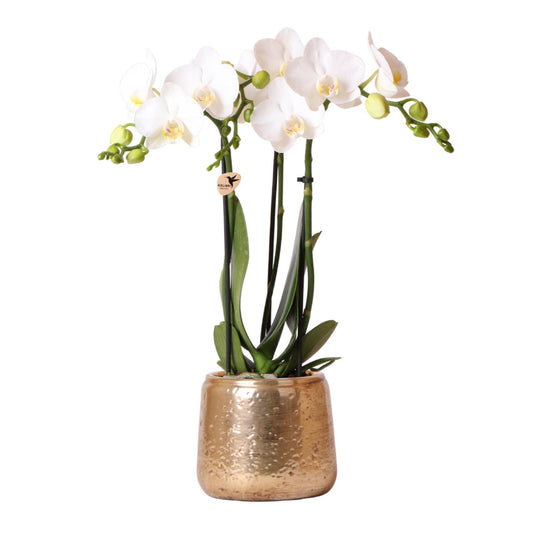 Weiße Phalaenopsis Orchidee Amabilis – Luxuriöser Ziertopf Gold Ø9cm – 40 cm hohe blühende Zimmerpflanze – Frisch vom Züchter 