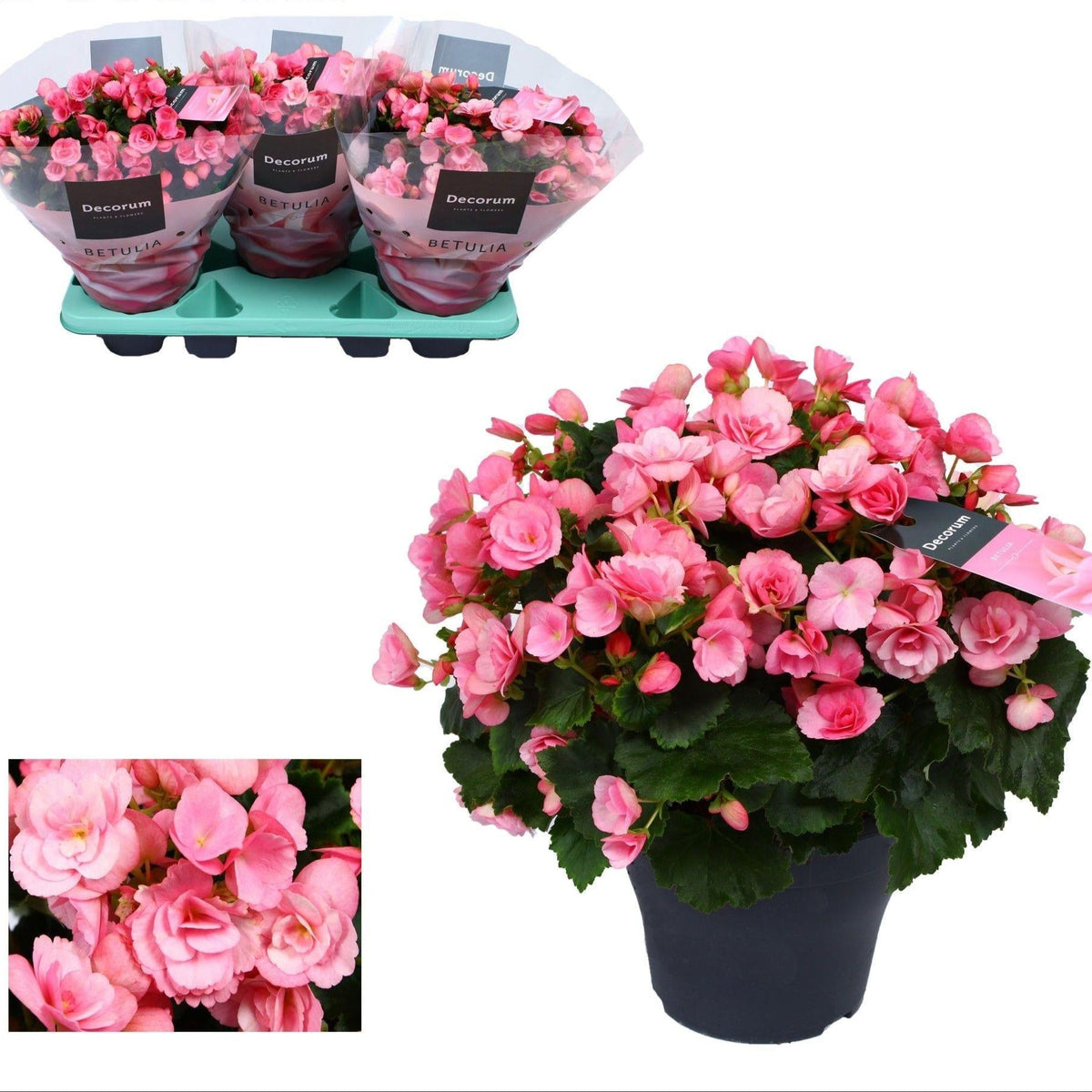 Freiland-Begonie Begonia Betulia 'Candy' Rosa – Ø19cm – ↕35cm – Blühfreudige Balkonpflanze – Für geschützte Außenbereiche & helle Innenräume – Pflegeleicht 