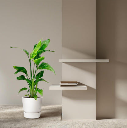 Strelitzia Nicolai – Paradiesvogelblume – Zimmerpflanze 70–90 cm – Ø17 cm – Tropische Grünpflanze für Wohnzimmer & Büro – Exotisch & pflegeleicht 