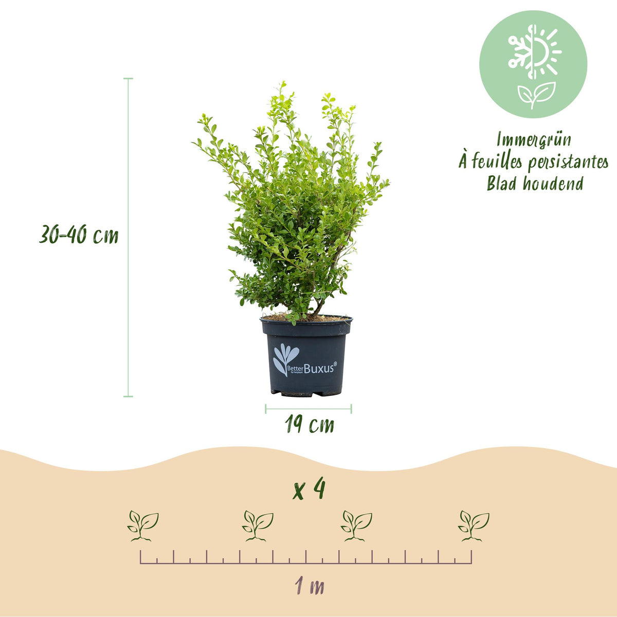 GreenboutiQ - Buxus Hecke - BetterBuxus Babylon Beauty - Resistenz gegen die Buxuskrankheit - 4 Pflanzen - 1 laufender Meter - Topf 19cm Höhe 50-55 