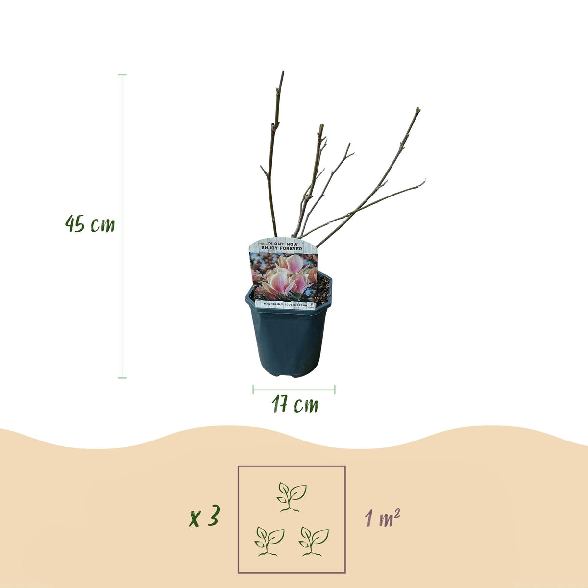 Tulpen-Magnolie Magnolia Soulangiana – Strauch/Baum – Blüten Hellrosa – Frühjahrsblüher – Pflegeleicht – 17cm Höhe 45cm – Für Garten & Terrasse 