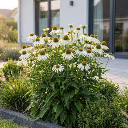 Sonnenhut 'Alba' (weiß) – Echinacea purpurea 'Alba' – Topf Ø11cm – Ansicht 6