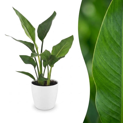 Paradiesvogelblume – Strelitzia reginae – Topf Ø12cm – Höhe 35cm – mit weißem Dekotopf