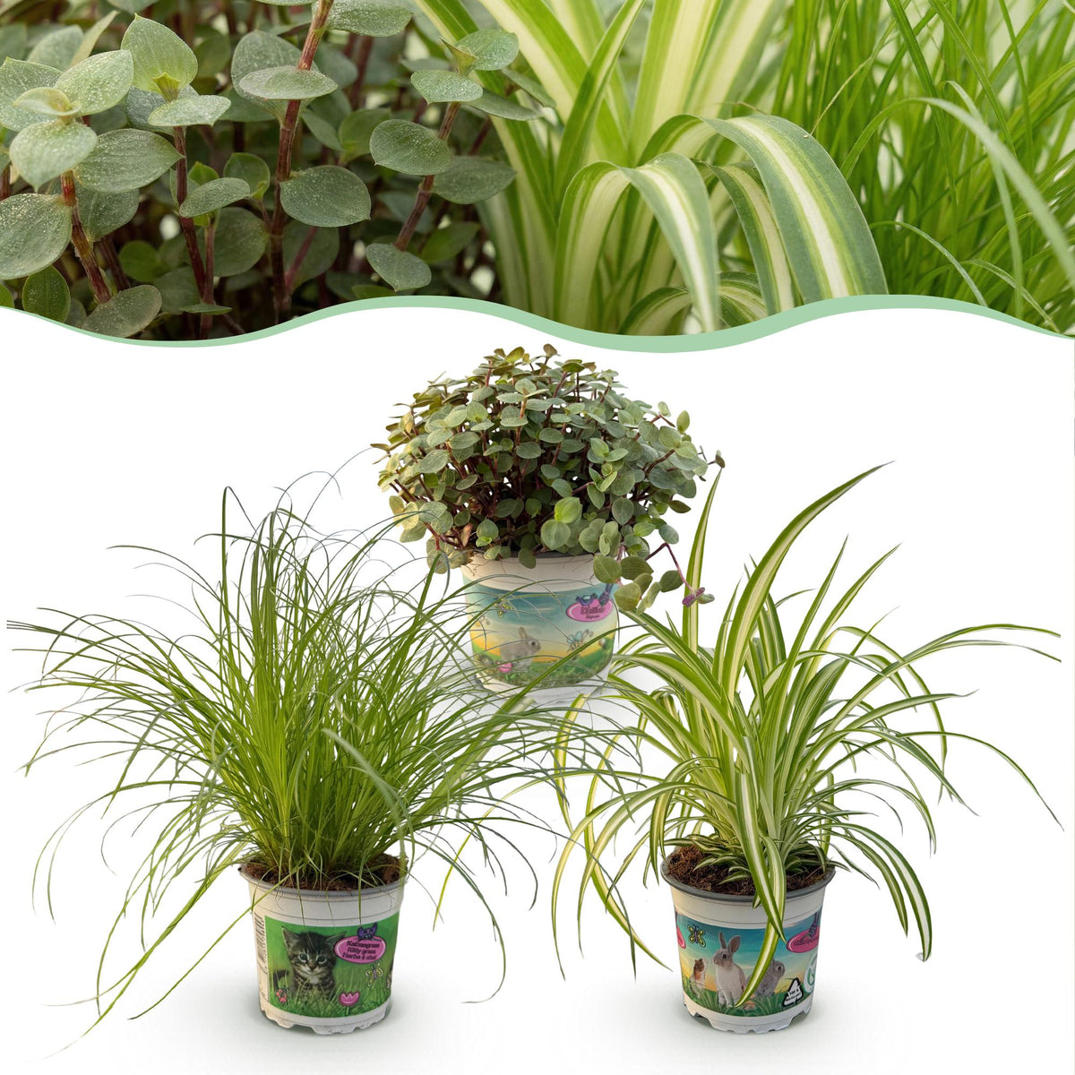 Green boutiQ - Zimmerpflanze - Cyperus - Calissia - Chlorophytum - Mix aus 3 - Haustierfreundliche Pflanzen - Grün - 3 Pflanzen - Topf 12cm - Höhe 20cm 