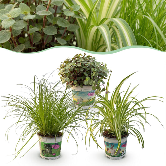 Green boutiQ - Zimmerpflanze - Cyperus - Calissia - Chlorophytum - Mix aus 3 - Haustierfreundliche Pflanzen - Grün - 3 Pflanzen - Topf 12cm - Höhe 20cm 