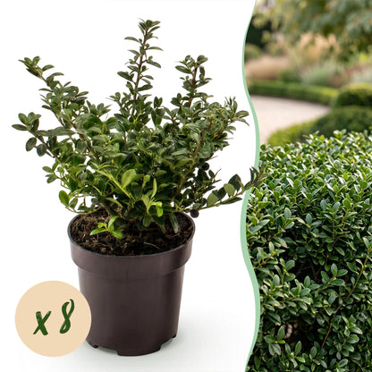Japanische Stechpalme 'Stokes' – Ilex crenata 'Stokes' – 8 Heckenpflanzen – Topf Ø9cm – Höhe 20-30cm