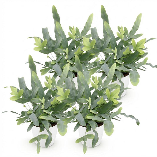 Green boutiQ - Zimmerpflanze - Phlebodium aureum Blue Star - Blaue Farn - Haustierfreundliche Pflanze - Blau - 4 Pflanzen - mit Potter Weiß - Topf 12cm - Höhe 25cm 
