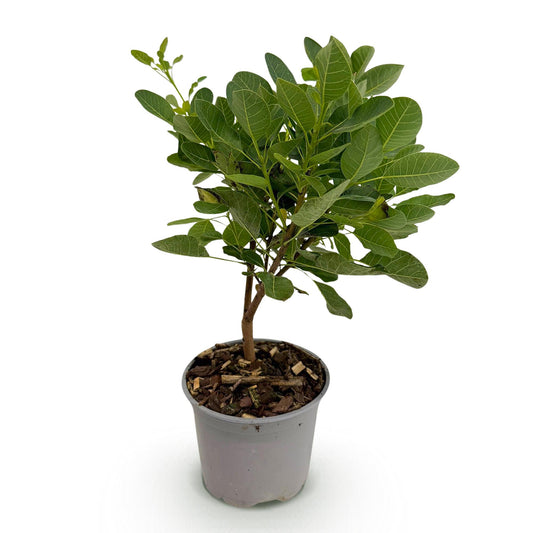 GreenboutiQ - Gartenpflanze - Cotinus coggyria Young Lady - Grün 1 Pflanze - Laubabwerfend - Wenig Pflege - Topf 12cm Höhe 35cm 