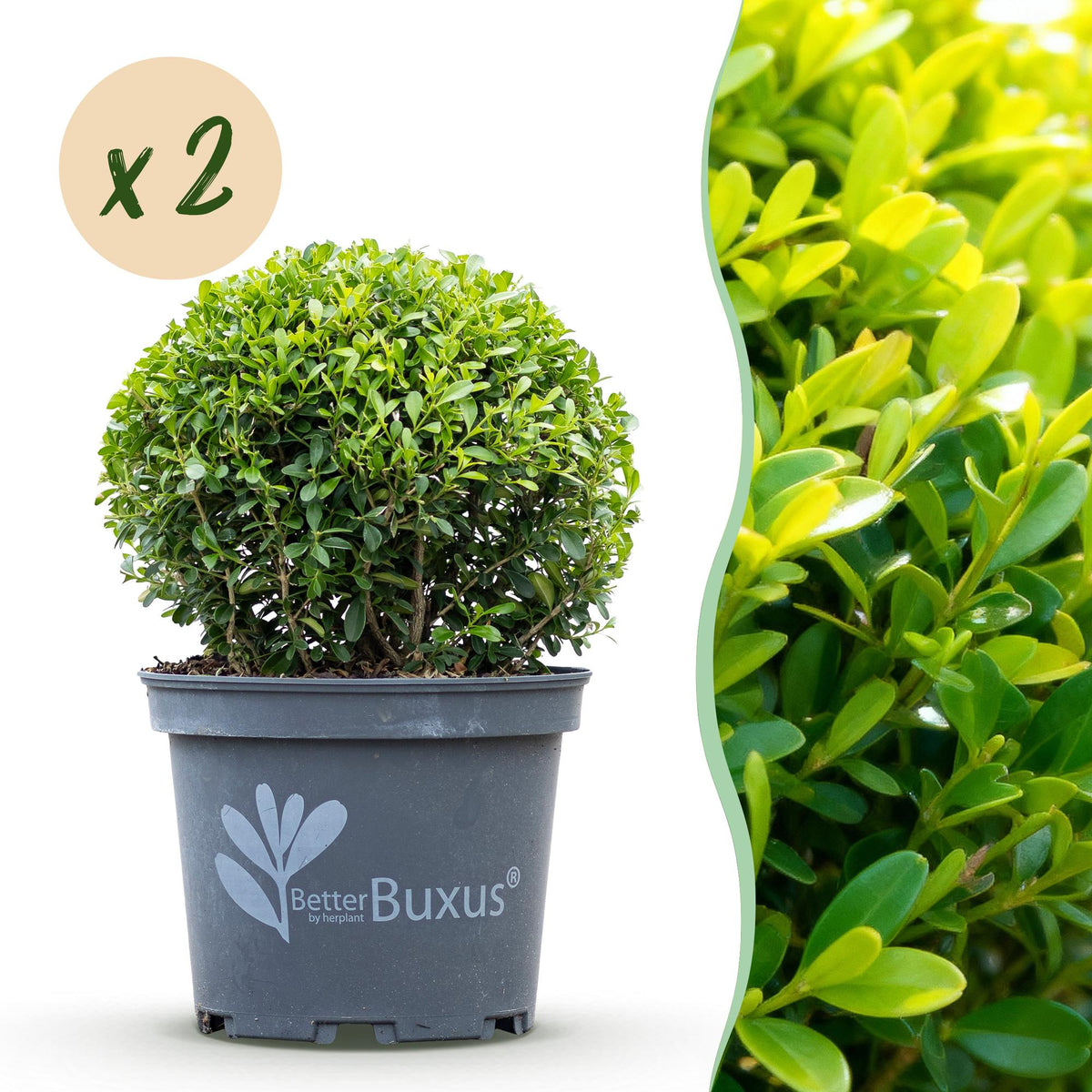 GreenboutiQ - Buxus Kugel - BetterBuxus Skylight - Resistenz gegen den Buxus-Schimmel - 2 Pflanzen - Topf 23cm Kugel 25cm 