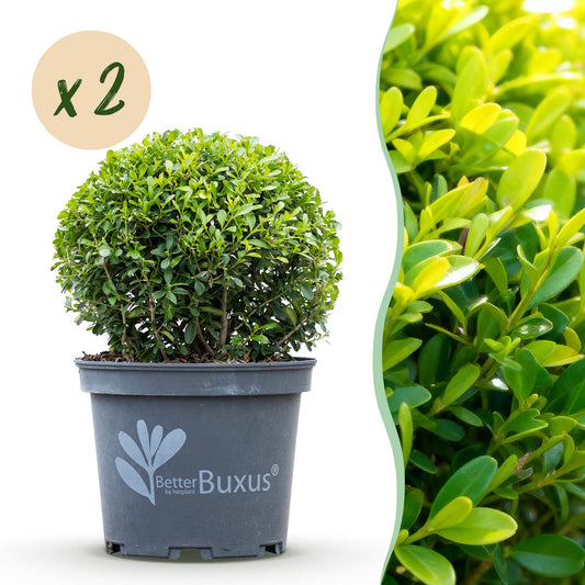 GreenboutiQ - Buxus Kugel - BetterBuxus Skylight - Resistenz gegen den Buxus-Schimmel - 2 Pflanzen - Topf 23cm Kugel 25cm 