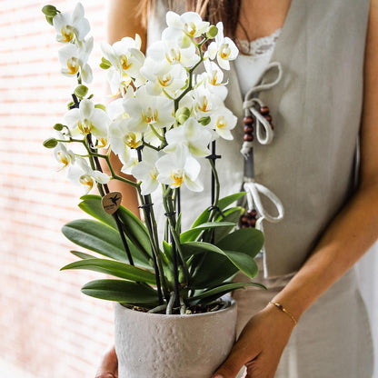 Phalaenopsis Orchidee Lausanne – Weiß – Ø12cm – 2–3 Zweige – Elegante Zimmerpflanze mit vielen Blüten – Für Wohnzimmer, Büro & Bad 