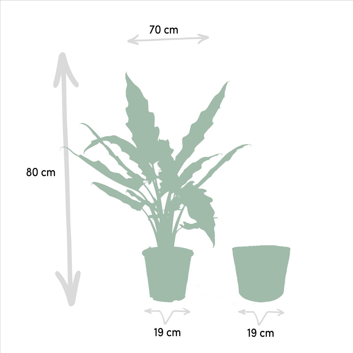 Alocasia Lauterbachiana – Pfeilblatt – Zimmerpflanze – Ø19 cm – ↕80 cm – Mit Korb Selin – Elefantenohr – Luftreinigend – Pflegeleicht 