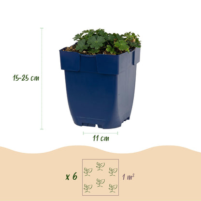 Storchschnabel 'Max Frei' – Geranium sanguineum 'Max Frei' – 3 Pflanzen – Topf Ø11cm – Ansicht 3