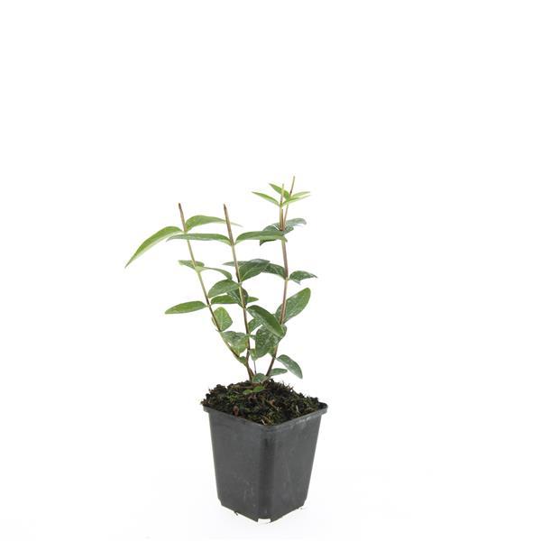 Hypericum inodorum 'Rheingold' – 48 Pflanzen – Winterharter, farbenfroher Bodendecker mit goldgelbem Laub & gelben Sommerblüten – Pflegeleicht 