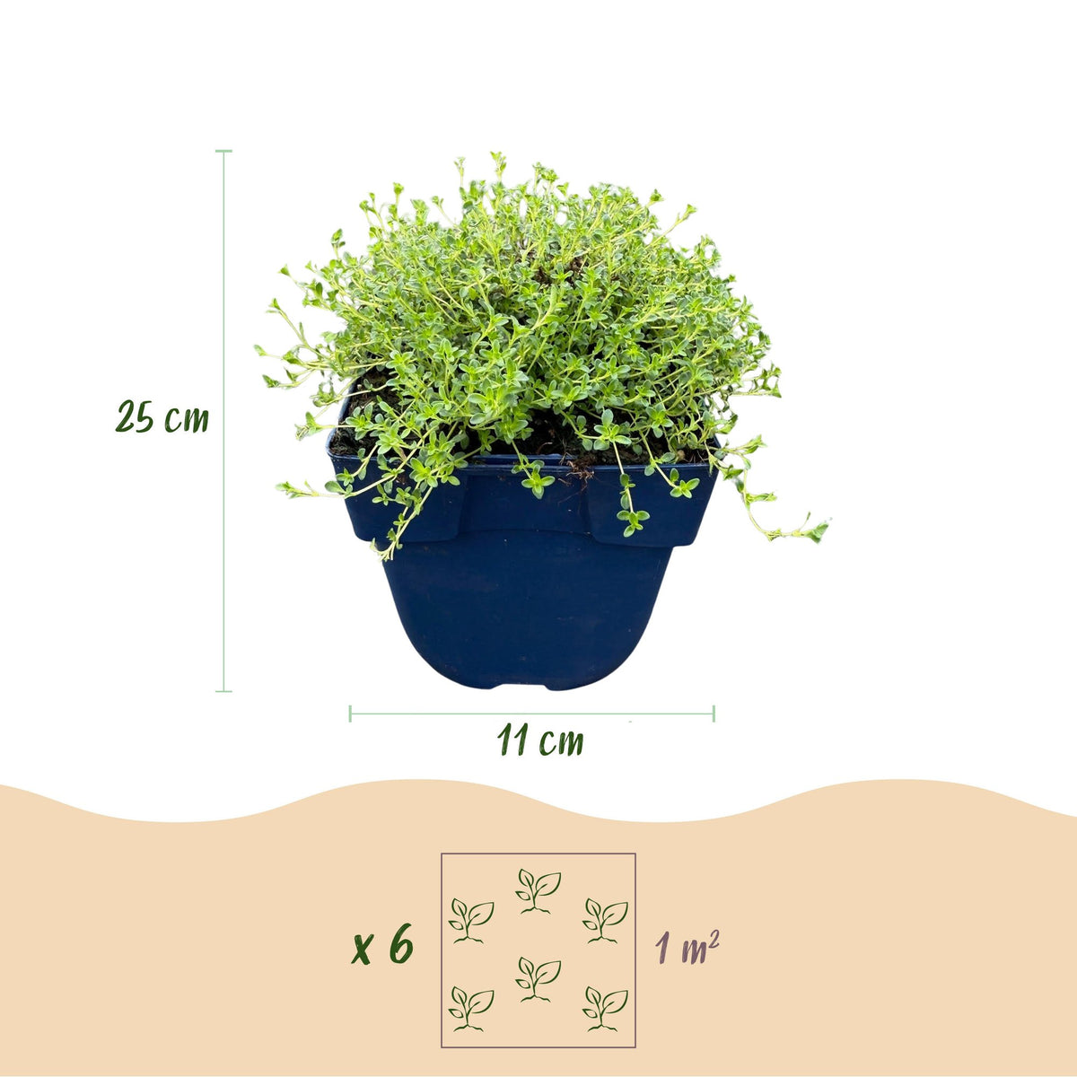 Kriech-Thymian 'Albiflorus' – Thymus praecox 'Albiflorus' – 6 Pflanzen – Topf Ø11cm – Ansicht 3