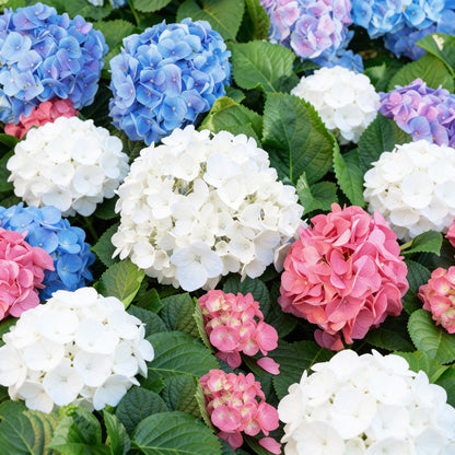 Green boutiQ - Gartenpflanze - Hydrangea macrophylla Tricolour - Hortensie - Winterfest - Rot-Blau-Weiß - 3 Pflanzen - Topf 12cm - Höhe 20-30cm 