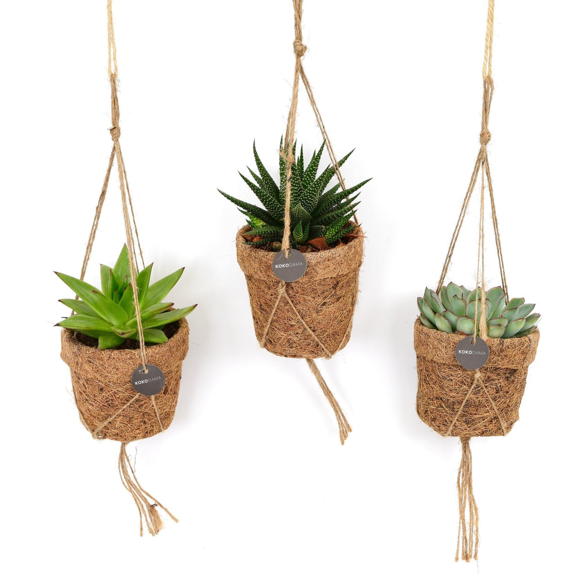 Sukkulenten Mix 3er-Set – Kokopot String – Mini-Sukkulenten Ø10cm – Pflegeleicht & trockenheitsresistent – Pflanzenhöhe ca. 15cm – Ideal für Fensterbank, Büro & Dekoration 