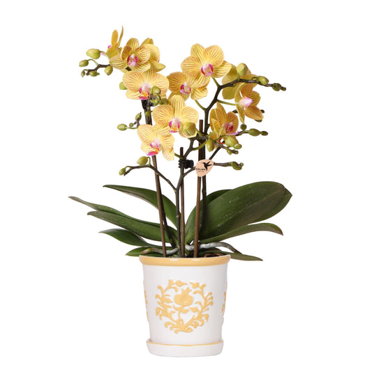 Orchidee Lima Gelb im Malaga Ziertopf Hellorange – Ø9cm – 2-3 kräftigen Stiele – Fröhliche Zimmerpflanze – Sommerliches Wohnhighlight 