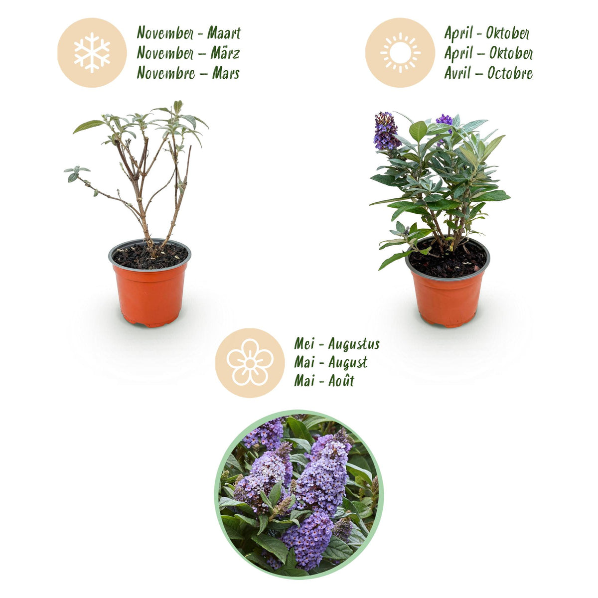 Green boutiQ - Gartenpflanze - Buddleja davidii Butterfly Candy Little Lila - Schmetterlingsstrauch - Kompakt - Lila - 3 Pflanzen - Topf 12cm - Höhe 20-25cm 