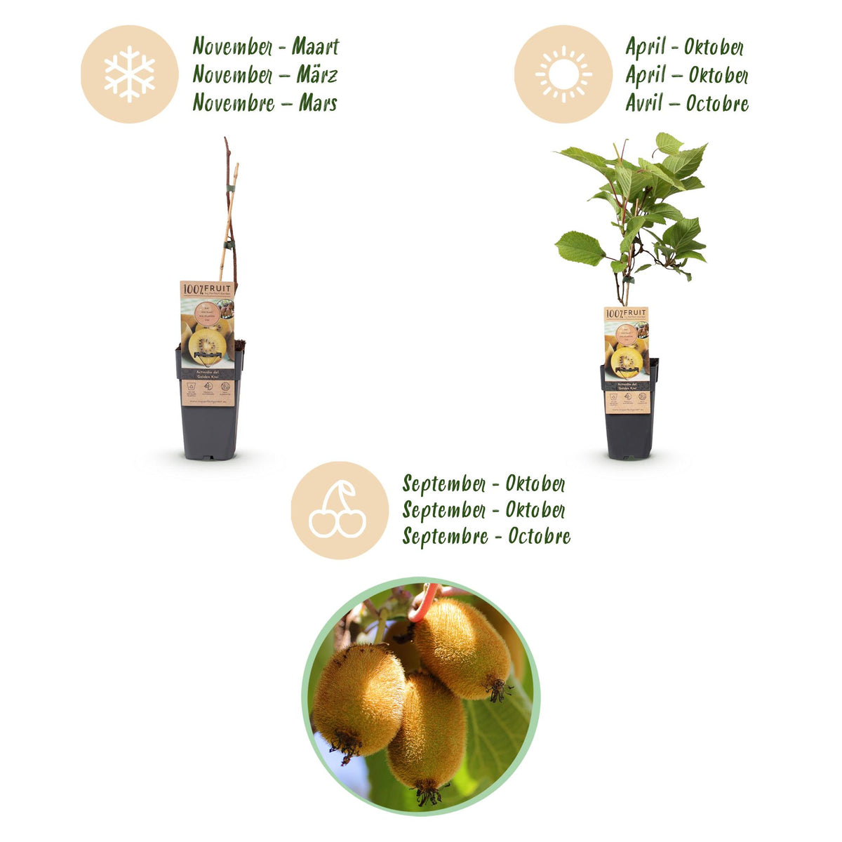 Green boutiQ - Obstpflanze - Actinidia Weiki & Golden Kiwi - Kiwi-Pflanze - 1 Männlich - 2 Weiblich - Pflanzen - Gelb - Topf 15cm - Höhe 50cm 