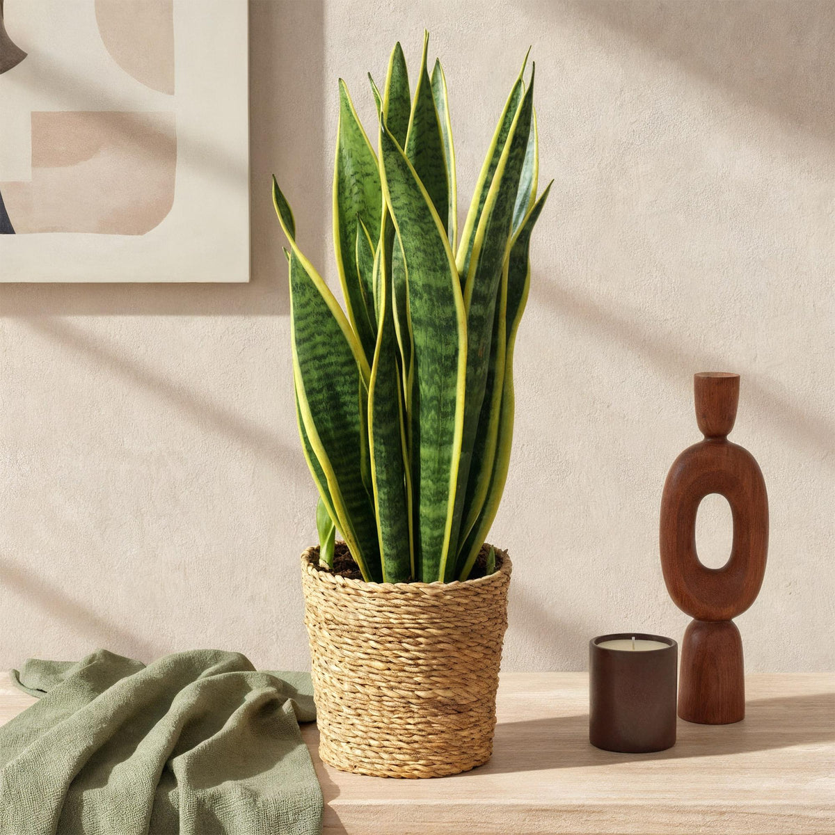 Green boutiQ - Zimmerpflanzen - Sansevieria Laurentii - Schwiegermutterzunge - Pflegeleicht - mit Korb - Grün - Gelb - 1 Pflanze - Topf 17cm - Höhe 60-70cm 