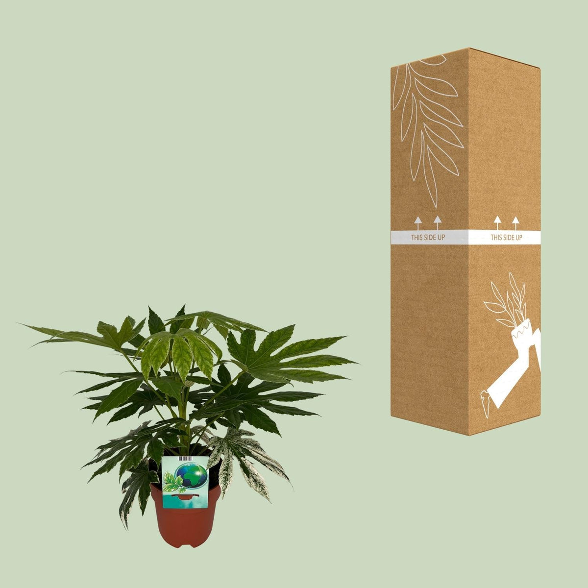 Weiß-Bunte Zimmeraralie Fatsia Japonica Variegata Spiderweb – Zimmerpflanze – Ø19cm – ↕60cm – Immergrüne Zierpflanze mit panaschiertem Laub – Pflegeleicht & halbschattentauglich 