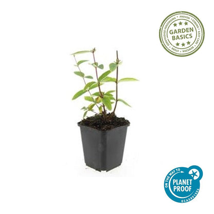 Hypericum inodorum 'Annebel' – 24 Pflanzen – ↕10-25 cm – Ø9 cm – Kompakter, winterharter Strauch mit gelben Blüten – Pflegeleichter Bodendecker & Beetpflanze 