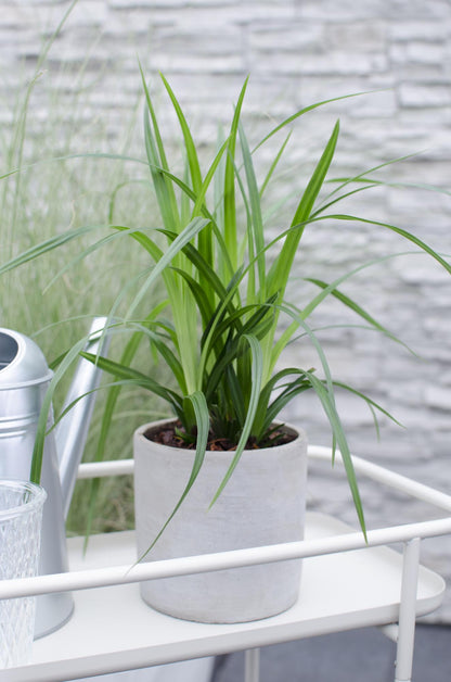 3x - Carex morrowii 'Irish Green' - ↨30cm - Ø14 