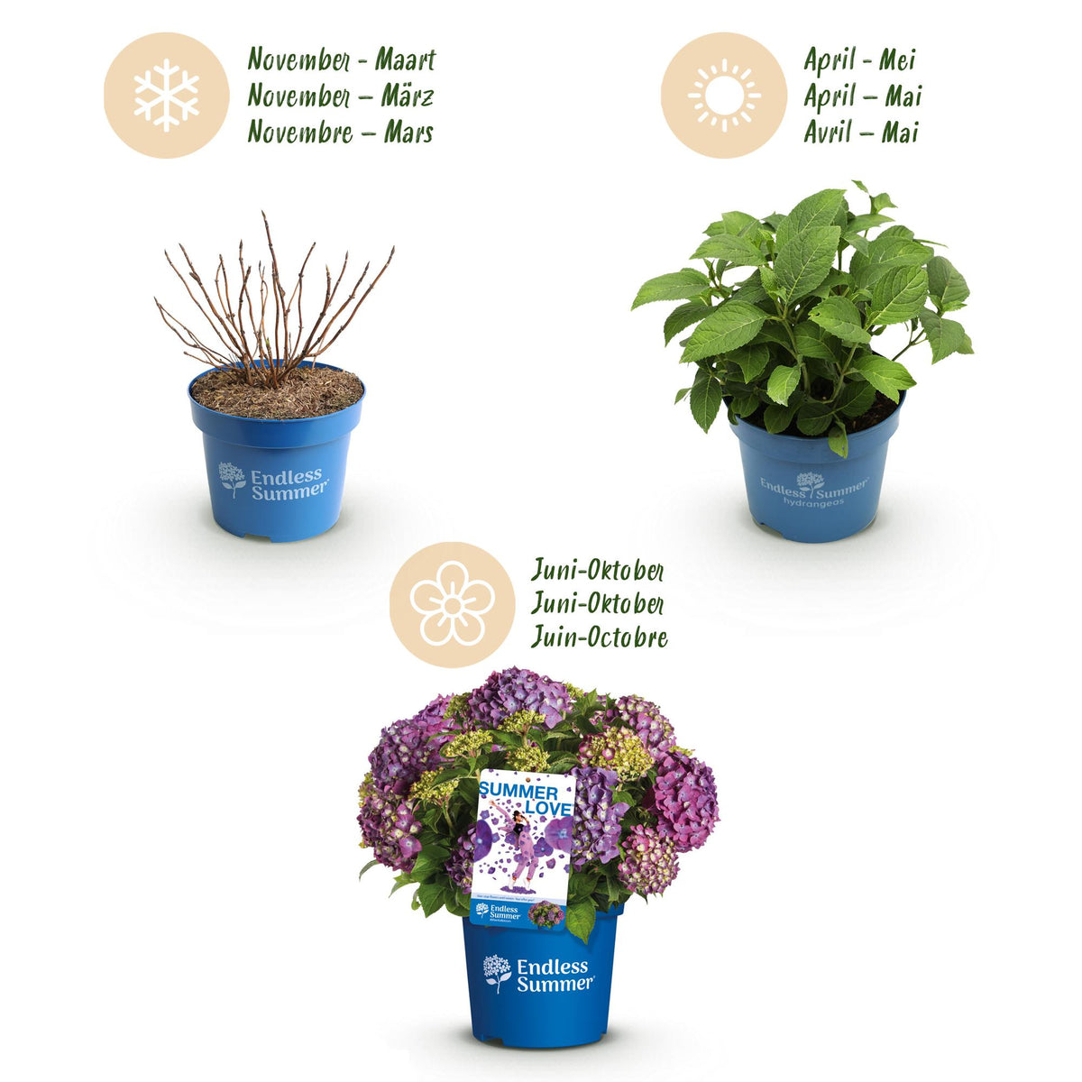 Green boutiQ - Gartenpflanze - Hydrangea Endless Summer Summer Love Purple - Hortensie - Winterhart - Lila - 1 Pflanze - Topf 14cm - Höhe 20-25cm 