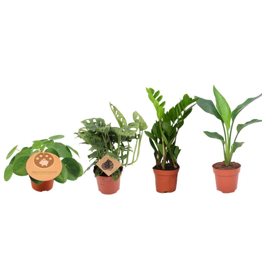 Zimmerpflanzen Set – 4er Pflanzenbox – Ø12cm – ↕20–40cm – Monstera, Strelitzia, Zamioculcas, Pilea – Immergrün & pflegeleicht – Luftreinigende Deko 