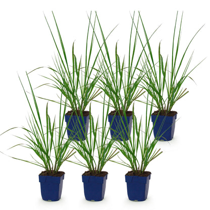 Lampenputzergras 'Black Beauty' – Pennisetum alopecuroides 'Black Beauty' – Topf Ø11cm – Ansicht 2