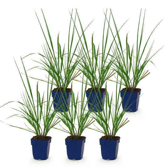 Lampenputzergras 'Black Beauty' – Pennisetum alopecuroides 'Black Beauty' – Topf Ø11cm – Ansicht 2