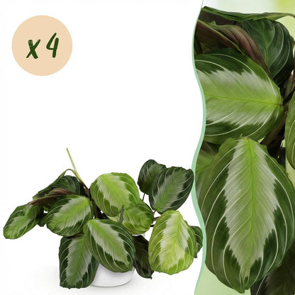 Maranta Fascinator Silverband 2er Set Pflanzen Mit Weißem Topf Ø12cm Höhe ca.25cm Gebetspflanze Grün Haustierfreundlich Pfleg