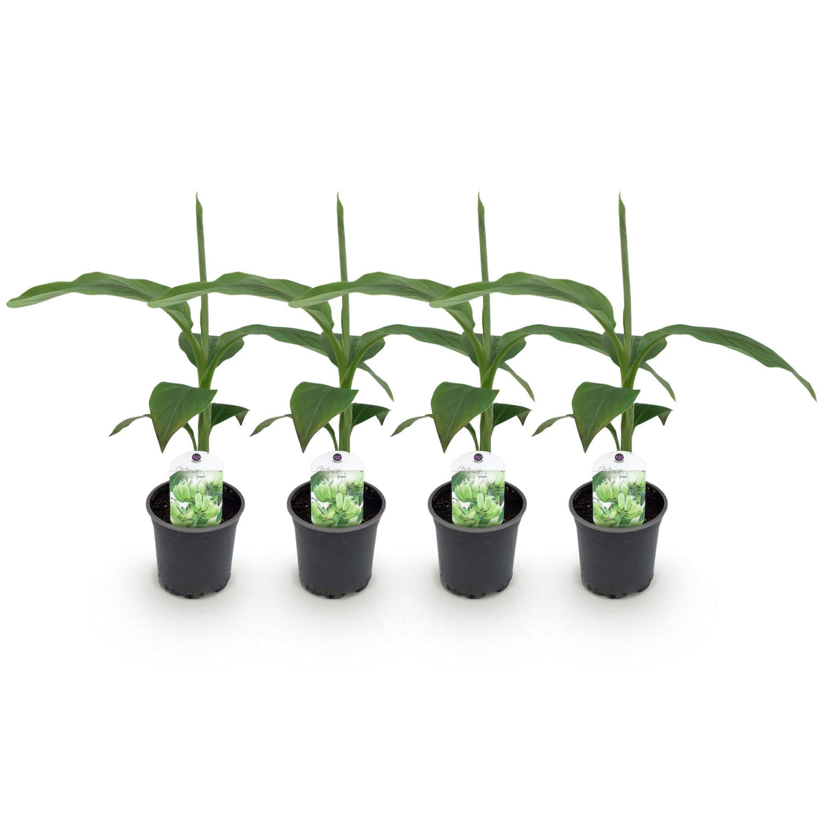 Bananenpflanze Musa Basjoo – 2 Pflanzen – Winterhart – Obstpflanze – Ø12cm, Höhe ca. 30cm – Exotische Gartenbanane für Beet, 