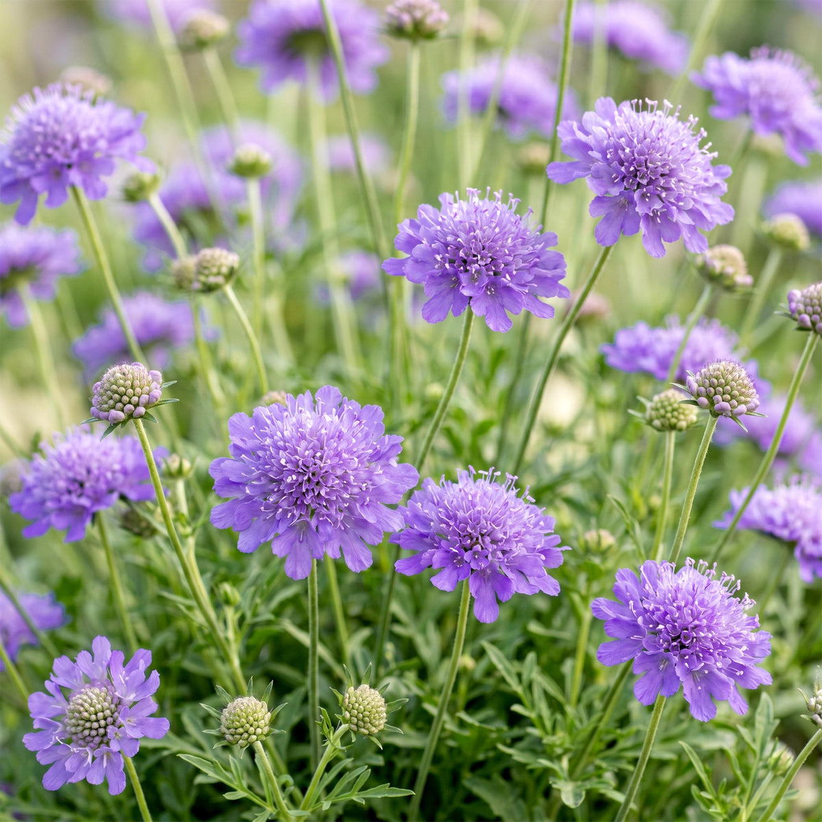 Skabiose 'Butterfly Blue' – Scabiosa columbaria 'Butterfly Blue' – Topf Ø11cm – Ansicht 5