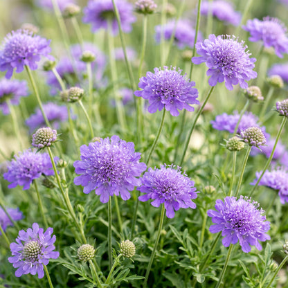 Skabiose 'Butterfly Blue' – Scabiosa columbaria 'Butterfly Blue' – Topf Ø11cm – Ansicht 5
