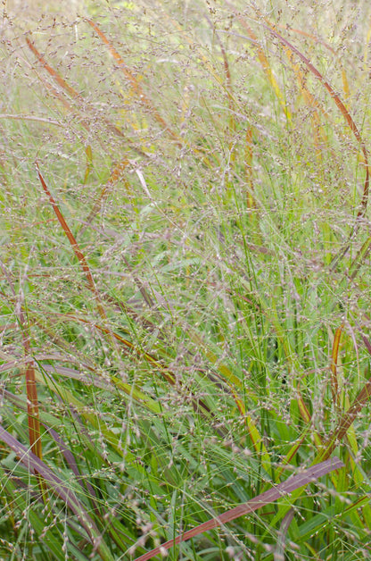 Garten-Rutenhirse - Panicum virgatum Cheyenne Sky - Ø23cm - ↕60cm - Ø19 - ↨50cm 