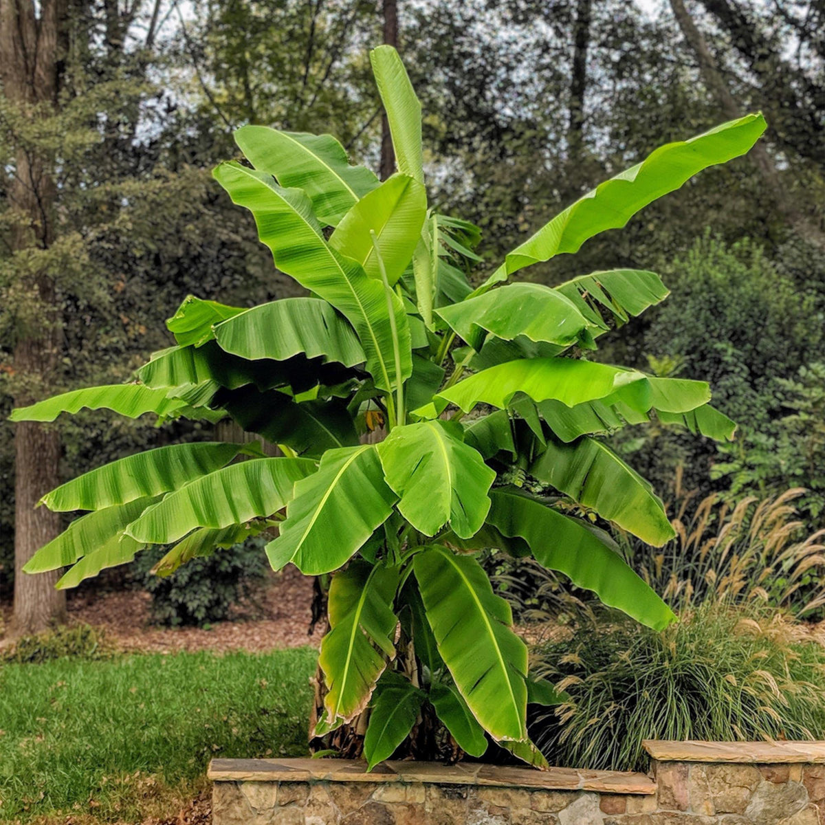 Japanische Faserbanane – Musa Basjoo – Winterharte Bananenpflanze – Ø21 cm – Höhe ca. 90 cm – Exotische Obstpflanze für Garten & Terrasse – Große grüne Blätter – Robust & dekorativ 