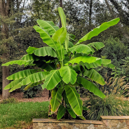 Japanische Faserbanane – Musa Basjoo – Winterharte Bananenpflanze – Ø21 cm – Höhe ca. 90 cm – Exotische Obstpflanze für Garten & Terrasse – Große grüne Blätter – Robust & dekorativ 